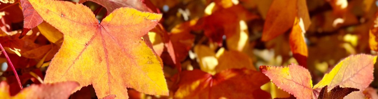 Sweetgum Leaves in fall