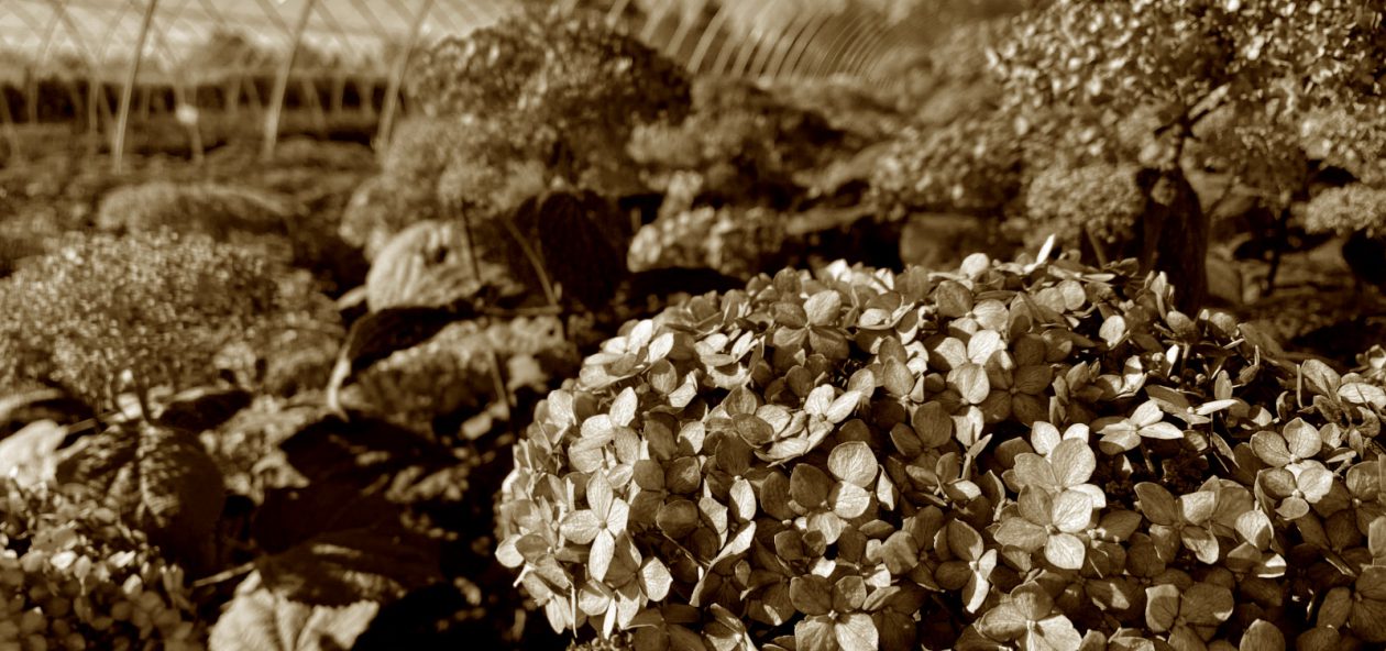 Hydrangea Sepia Toned